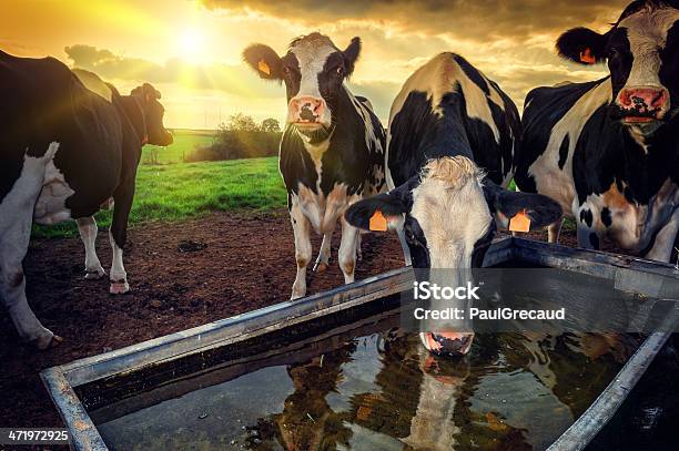 Herd Of Young Calves Drinking Water Stock Photo - Download Image Now - Cow, Water, Farm
