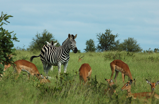 Zebra and Impala Antelope in the Kruger National Park, South Africa during summer.