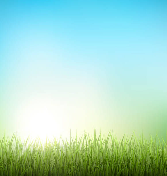istock Green grass lawn with sunrise on sky. Floral nature spring 471973026