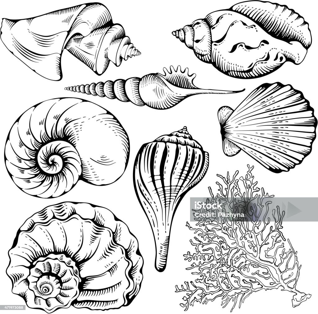 Shell ensemble - clipart vectoriel de Coquillage libre de droits