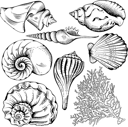 Vintage hand drawn collection of various seashell and coral. Isolated on white background. Vector illustration.