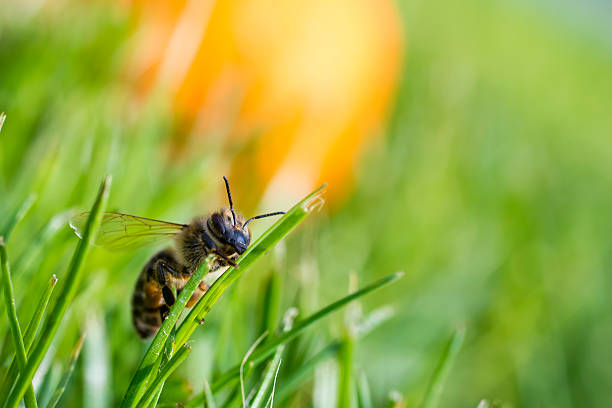 honeybee climbing on a blade of grass