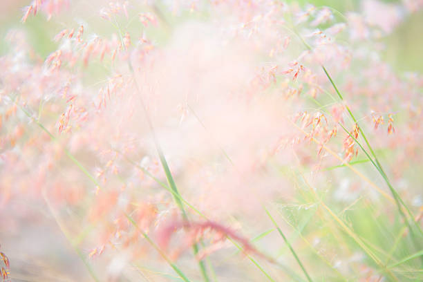istock blurred of flowers 471973282