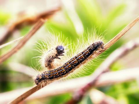 Dangerous and Poisonous Caterpillar of the Oak Processionary. Toxic Hair. Macro with shallow depth of field