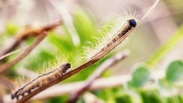 Oak Processionary Dangerous and Poisonous Caterpillar of the Oak Processionary. Toxic Hair. Macro with shallow depth of field moth larvae pictures pictures stock pictures, royalty-free photos & images