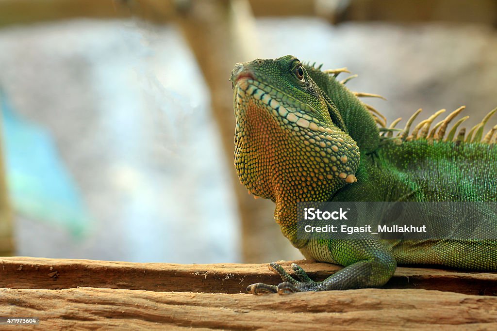 Chinese Water Dragon Chinese Water Dragon - Side view and closeup of the Chinese Water Dragon. Green Color Stock Photo