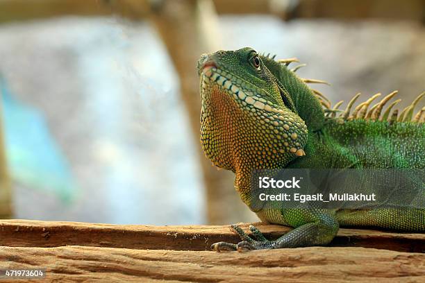 Chinese Water Dragon Stock Photo - Download Image Now - Green Color, Draco - Constellation, 2015