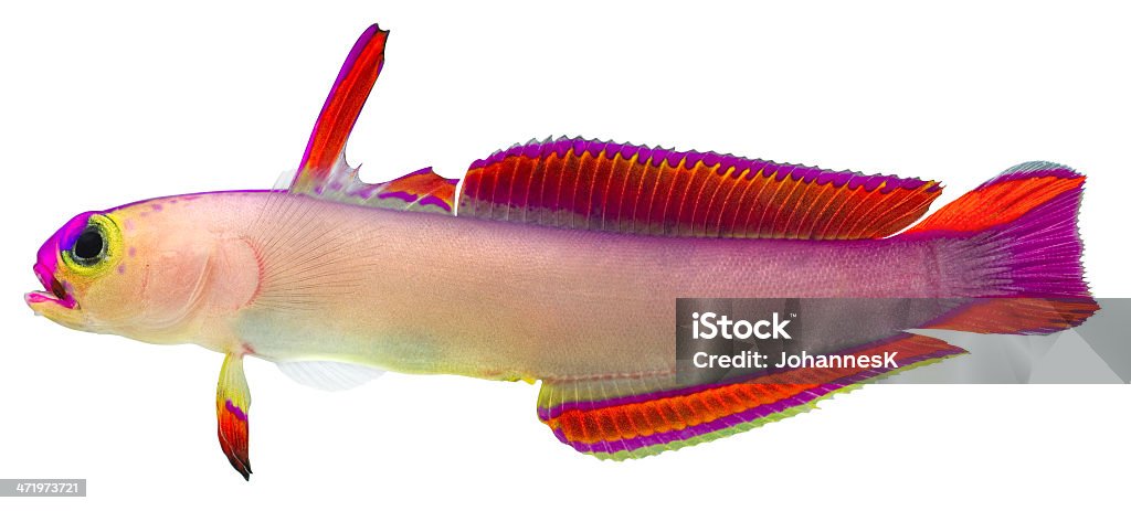 Purple Firefish Purple Firefish isolated in white background. Nemateleotris Decora. Goby Fish Stock Photo