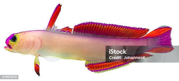 Purple Firefish Stock Photo - Download Image Now - Goby Fish, Purple, Fire - Natural Phenomenon
