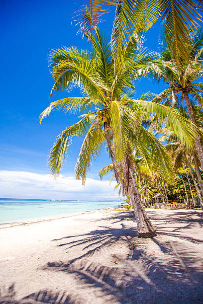 istock Desert island with palm tree on the beach 471973841