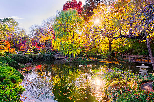 Fall Foliage in Texas A burst of fall color with pond reflections fort worth stock pictures, royalty-free photos & images