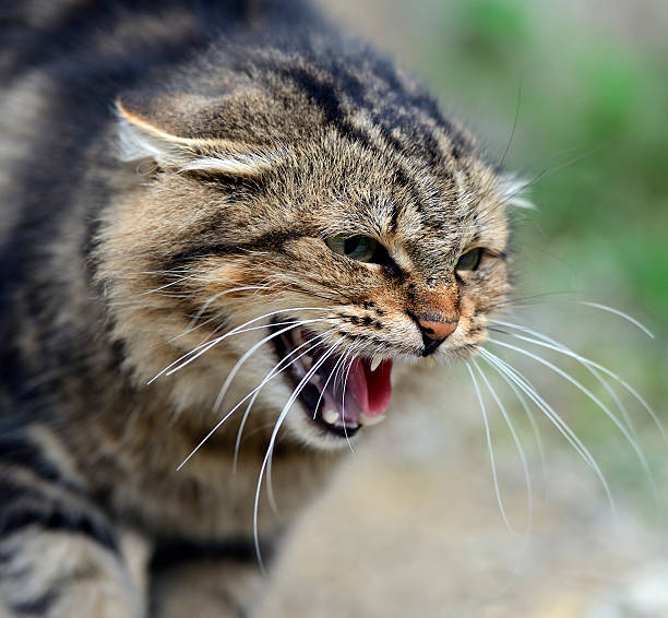 istock Portrait of a domestic cat 471974089