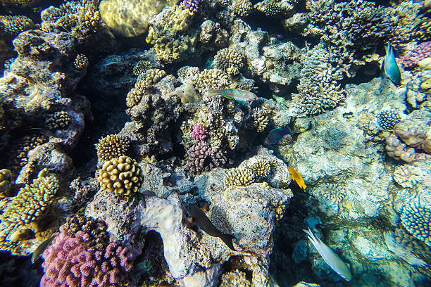 istock red sea underwater coral reef 471974286