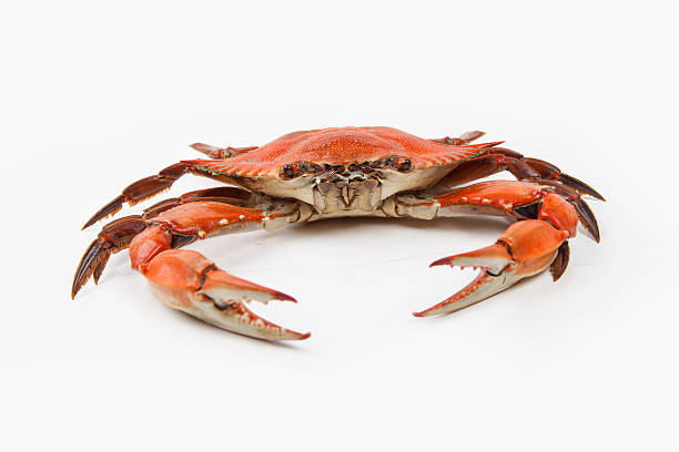 istock Steamed Blue Crab on white background 471975243