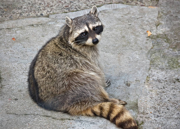 istock Raccoon in a zoo 471975483