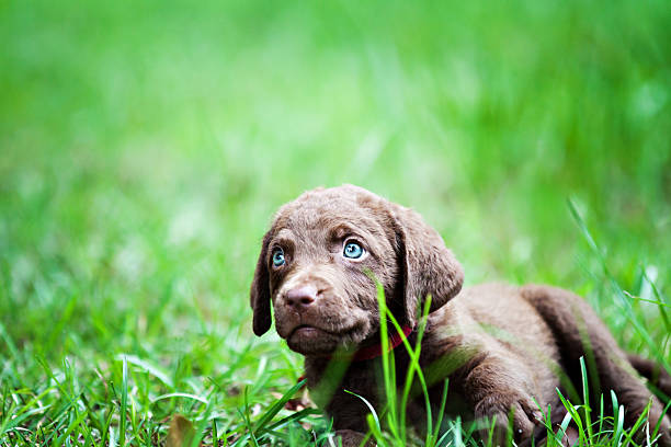 istock Puppy laying in grass 471975715