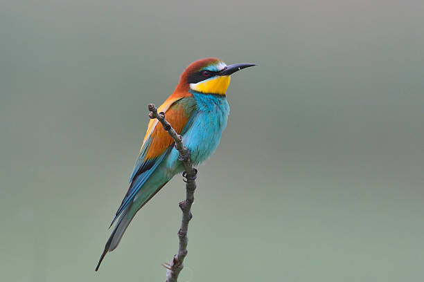istock European bee-eater (Merops Apiaster) outdoor 471975875