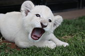 white cub