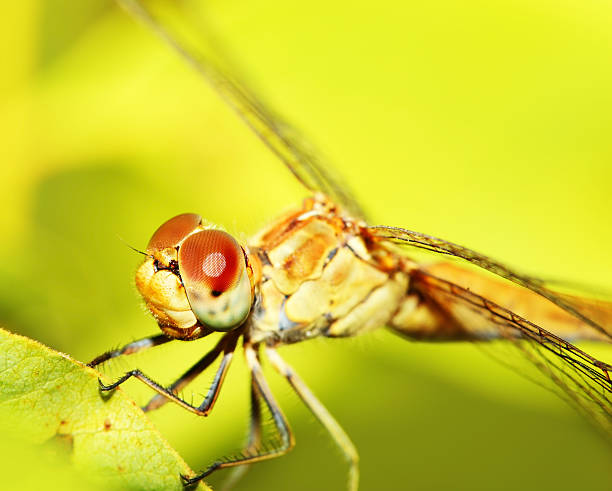 istock Extreme closeup on dragonfly eyes 471976599