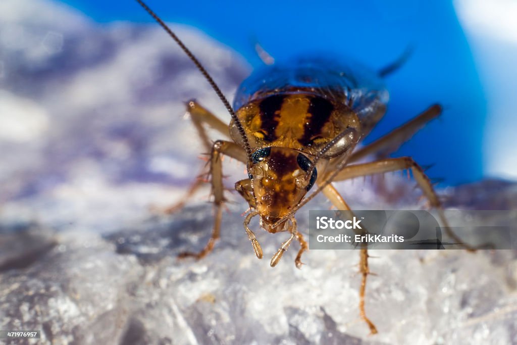 Alemão barata (Blattella germanica) - Foto de stock de Animal royalty-free