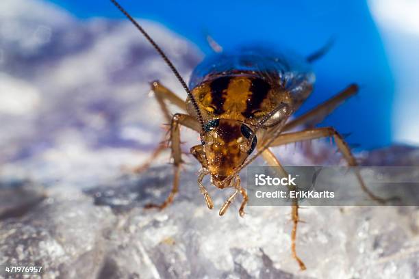 Foto de Alemão Barata e mais fotos de stock de Animal - Animal, Colorido, Cristal