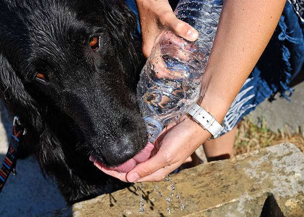 istock Retriever dog booze from bottle 471977485