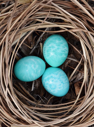 A trio of beautiful turquoise Easter eggs photographed in a spring nest.