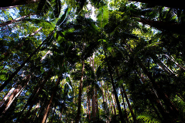 Rainforest from below stock photo