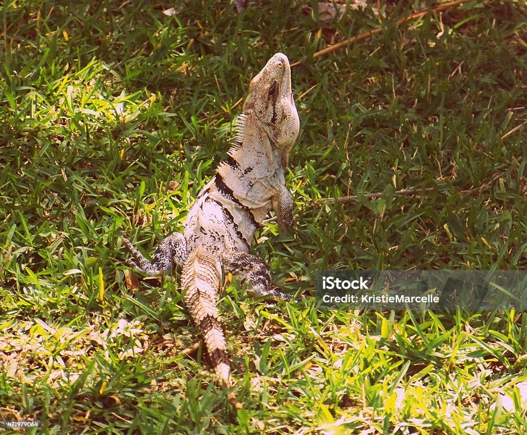 Iguana Striped Iguana on grass in Mexico. 2015 Stock Photo
