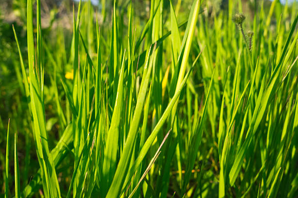 istock Blades of grass. 471979240