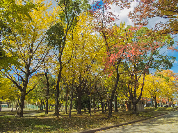 istock beautiful green garden on sunlight in autumn 471982357