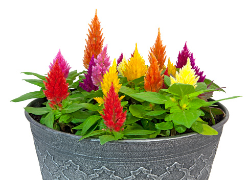 Colorful celosia in gray flower pot. Isolated. White background. Horizontal.