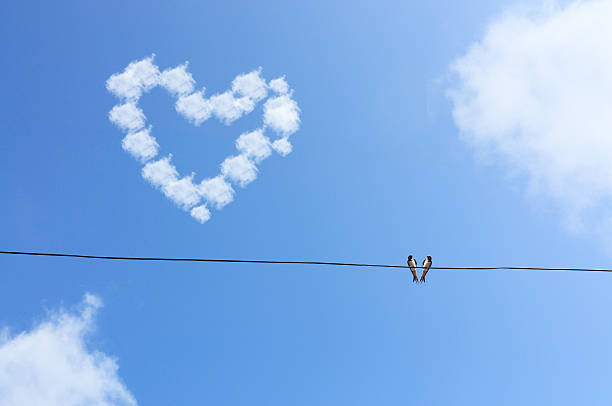 Two Bird Hang On Wire Under Blue Sky with Love