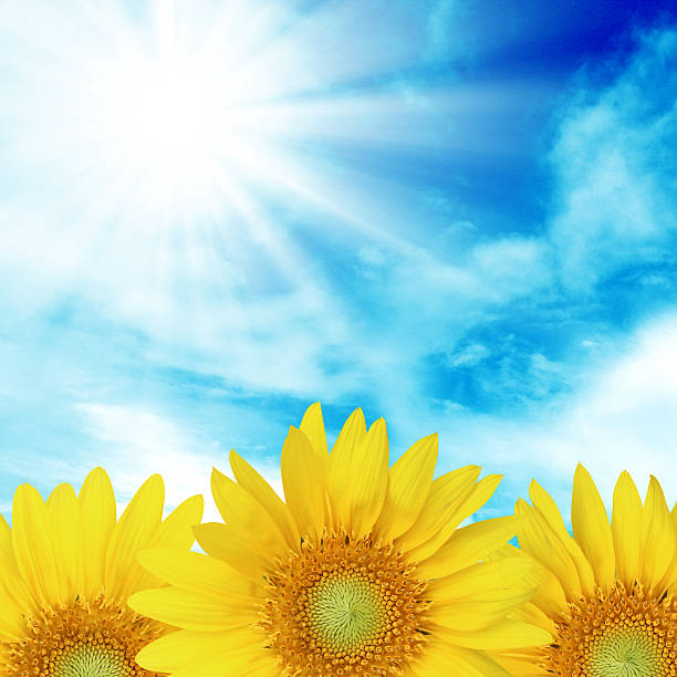 istock Summer landscape: beauty  over sunflowers field 471983485