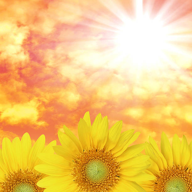 istock Summer landscape: beauty  over sunflowers field 471983487