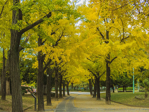 istock beautiful green garden on sunlight in autumn 471983645