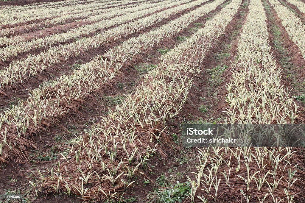 Vegetable plots Agriculture Stock Photo