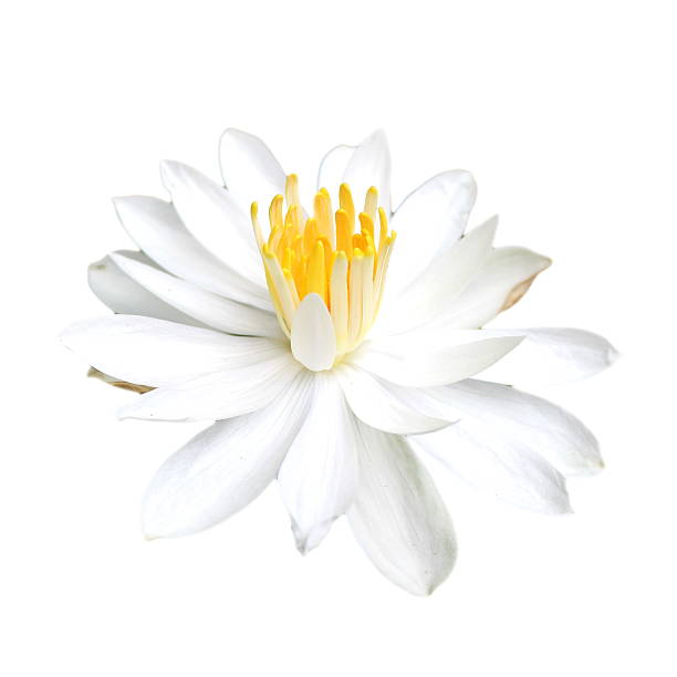 istock White lotus flower isolated 471983815