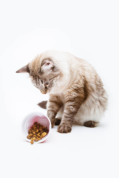 istock lynx point Siamese mix cat and dry food 471984309