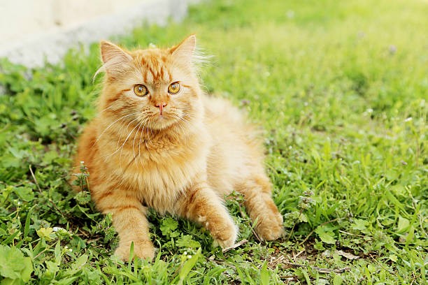 istock Redhead long hair cat on grass 471984662