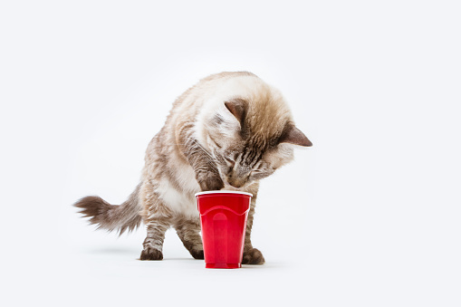 Studio shot of a cute lynx point male Siamese mix cat trying to get dry cat food from a plastic cup. He has gorgeous blue crossed-eyes. His chest hair is heart shaped.