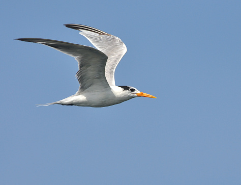 Common Gull