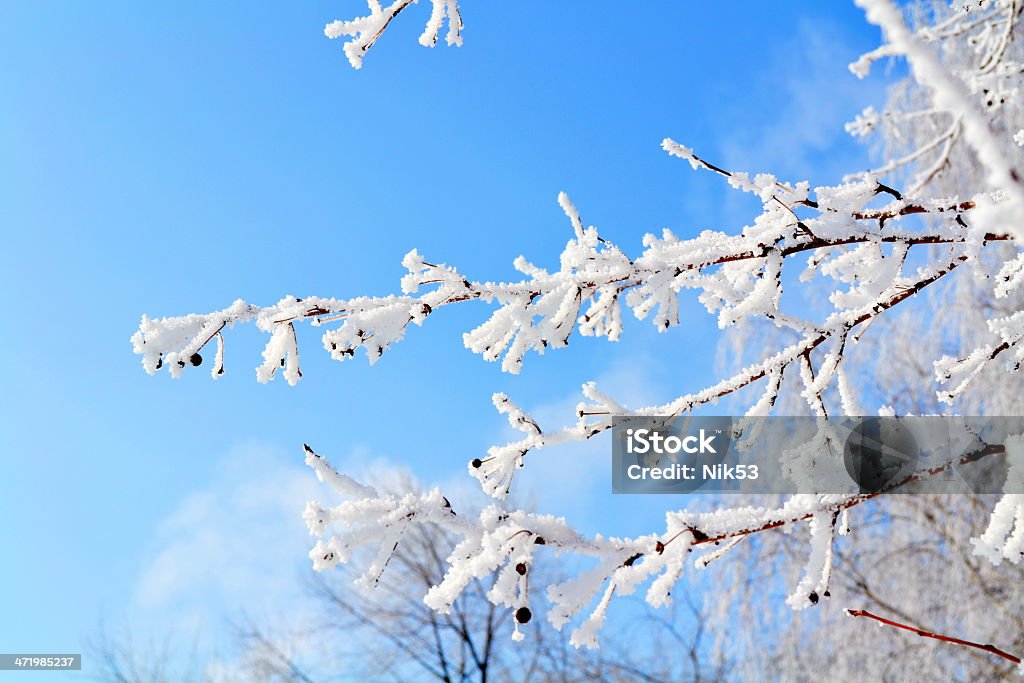 Winter time Severe cool winter came to steppe Altaya Birch Tree Stock Photo
