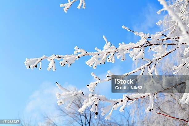 Winter Time Stock Photo - Download Image Now - Birch Tree, Blizzard, Blue
