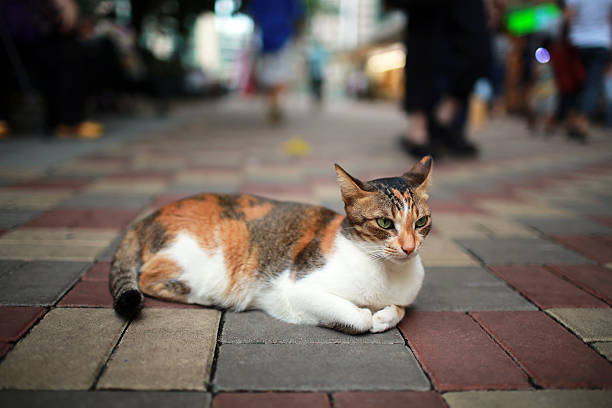 istock adorable Calico cat lying on the street 471985429
