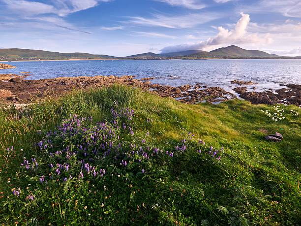 istock Coastline in Dingle, Ireland 471985432