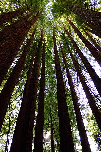 istock Cluster of Redwoods 471985701