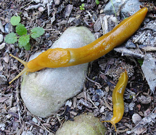 istock Forest Banana Slug and Baby 471985745
