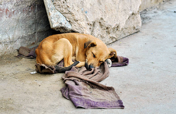 abandonado perro - cachorro animal salvaje fotografías e imágenes de stock