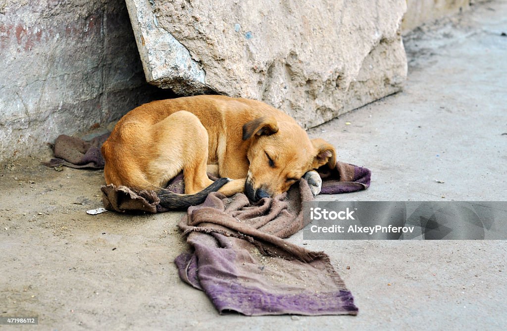 Abandoned Dog Stock Photo - Download Image Now - Dog, Street, Animal -  iStock